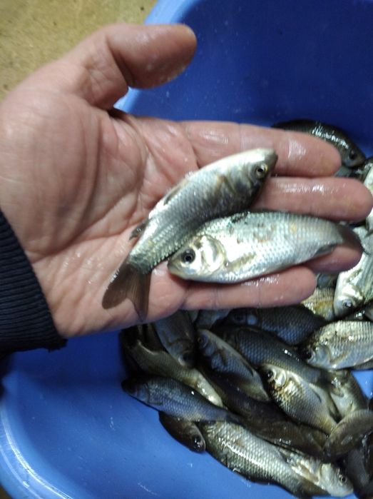 Живець карась вирощений у ставку