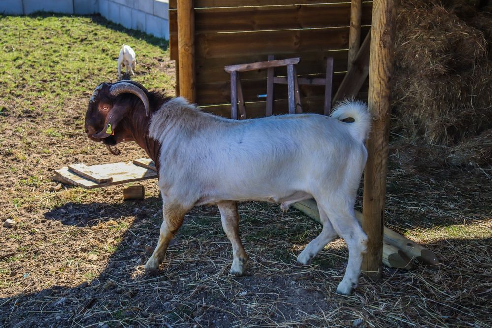 Cabrito Boer Puro
