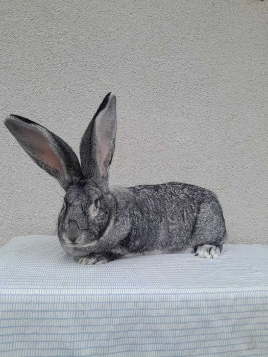 Кролі кроликі Самка