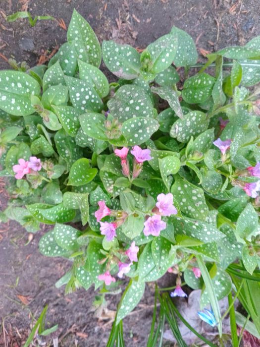 Медунка (медуница)