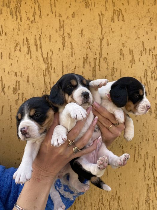 Дівчатка малятка бігль