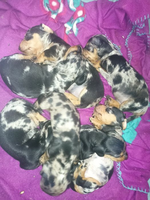 Таксята мряморята хлопчики і дівчатка