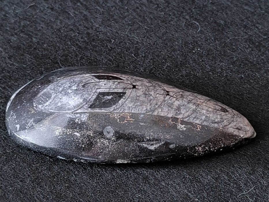 Fóssil de Orthoceras em mármore preto polido.