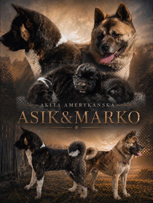 Akita Amerykanska suczka