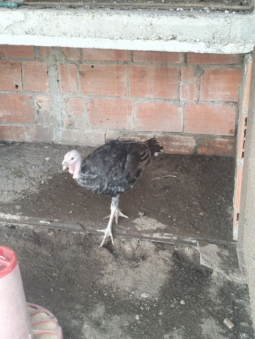 Vendo 3 perus com cerca de 4 meses