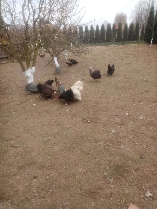 Jaja Legowe Kur Niosek lub Perliczek