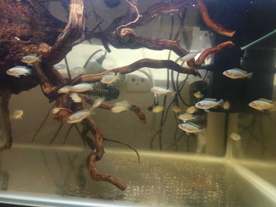 Aquário e peixes