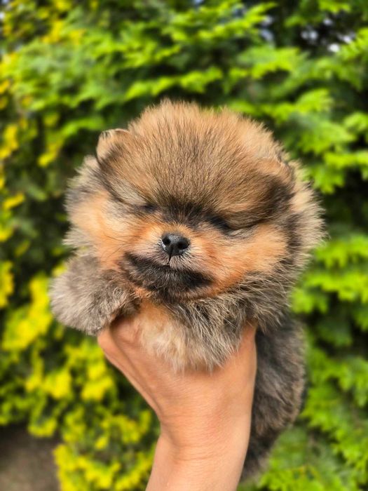 Przepiękny Orange Sable Pomeranian-szpic miniaturowy | Rodowód ZKwP/FCI