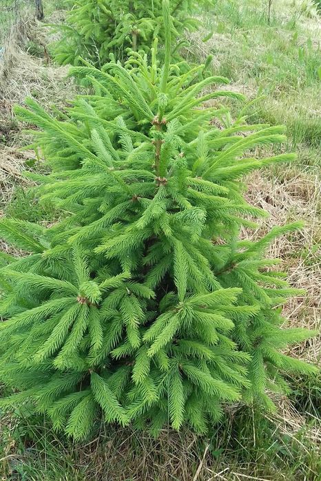 Świerk srebrny 30-50cm