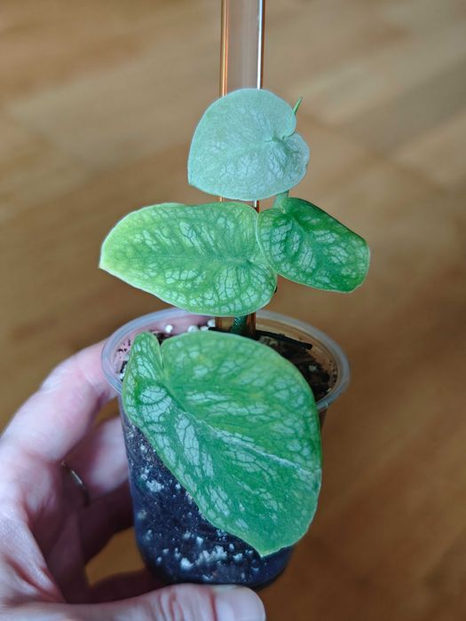 Monstera Dubia - ukorzeniona sadzonka