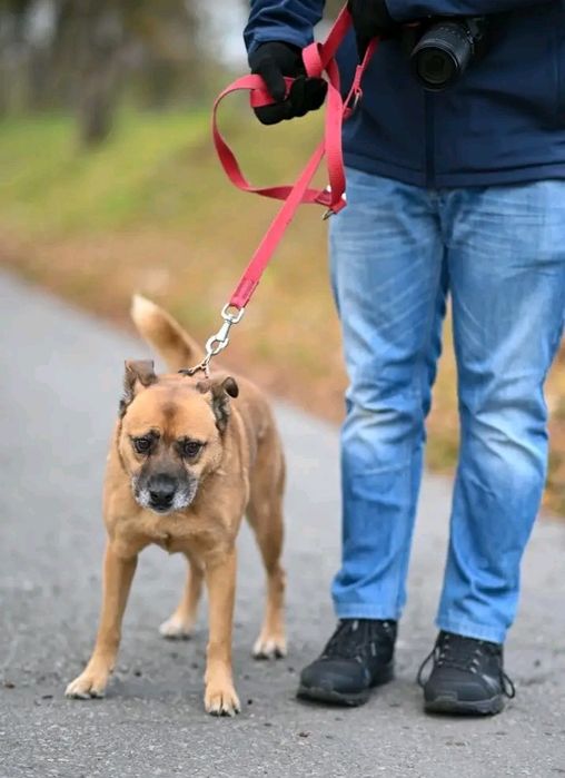 Ares weteran jastrzębskiego schroniska