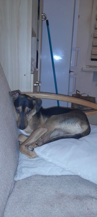 Oddam pieska w dobre ręce