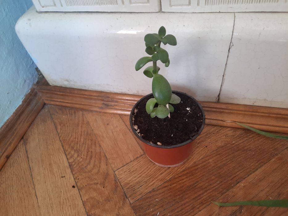 Вазон толстянка,грошове дерево .
Дивіться також інші мої оголошення.
Є