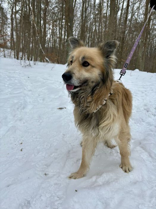 Piesek Maksiu szuka domku