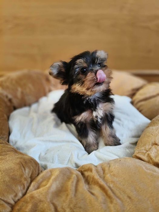 Śliczna sunia Yorkshire terrier