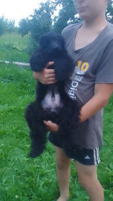 Продам кокера спаніеля.