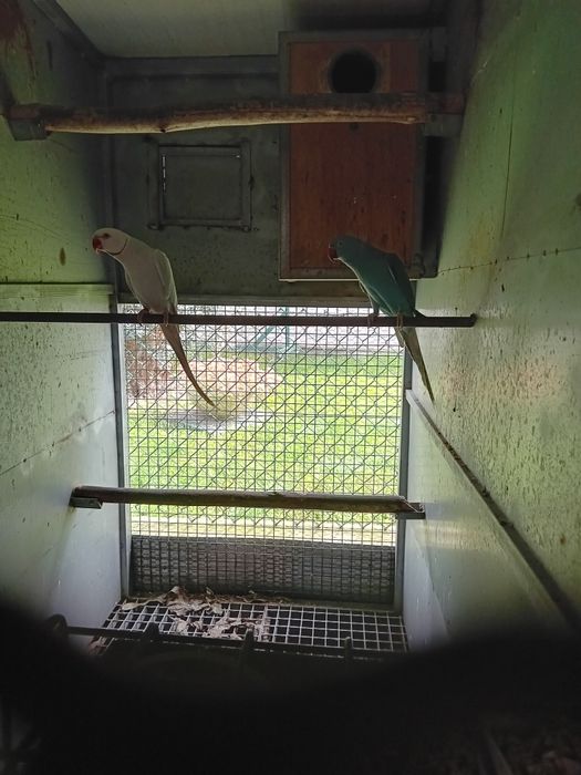 Ring neck bebés para acabar de criar á mão.