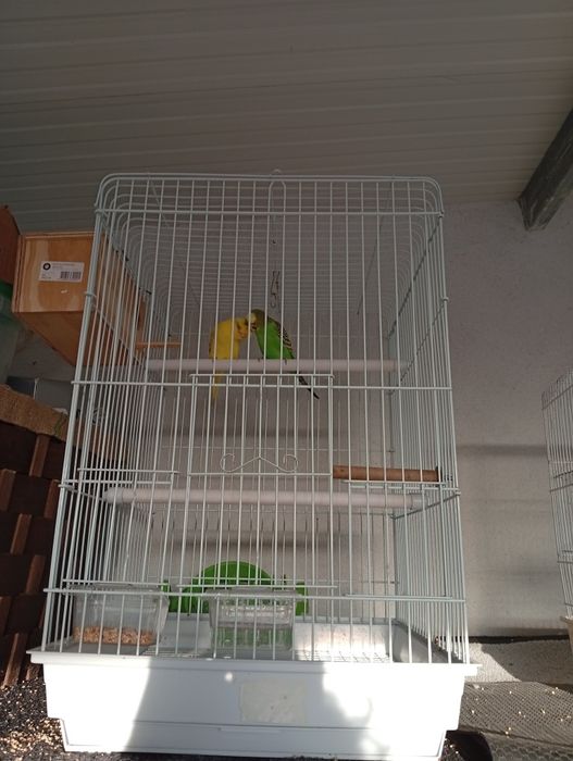 Novos periquitos deste ano.