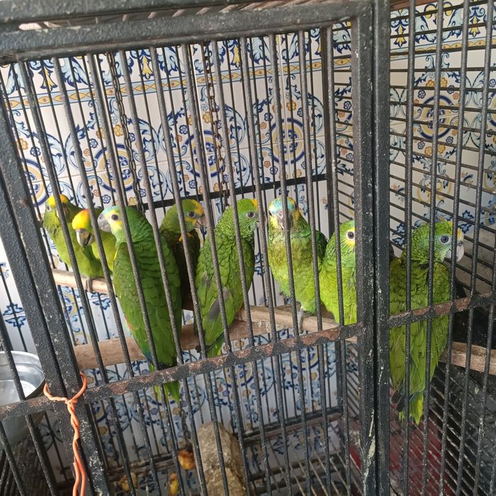 Papagaios Amazonas Aestivas