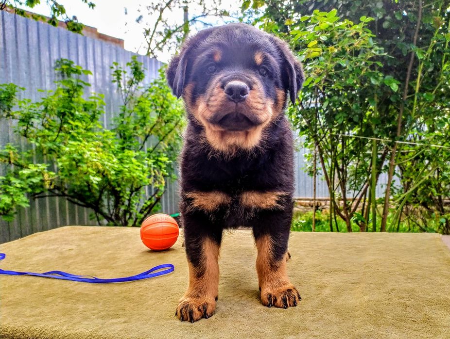 Ротвейлерята, хлопчики КСУ.