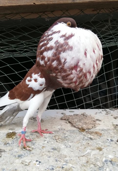 Garlacz garlacze z Norwich