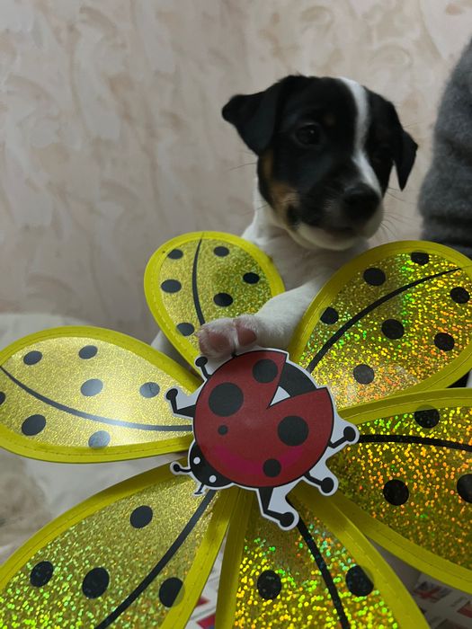 Хлопчик супер веселий