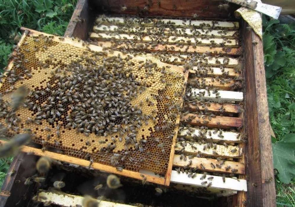 Пропоную бджолопакети