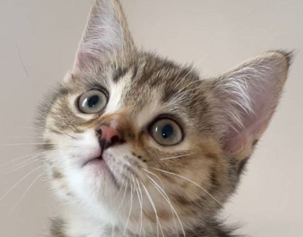 Шотландская прямоухая кошечка