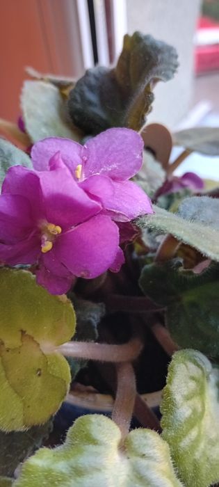 Fiołki afrykańskie