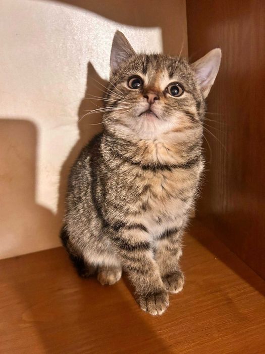 Eveline szukaja domku