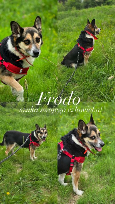 FRODO pies do adopcji