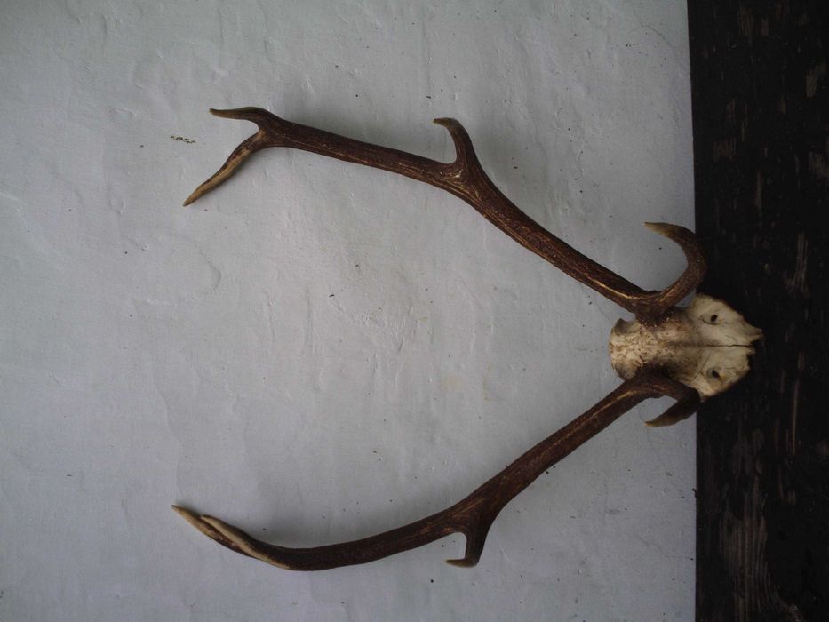 роги оленя, натуральні