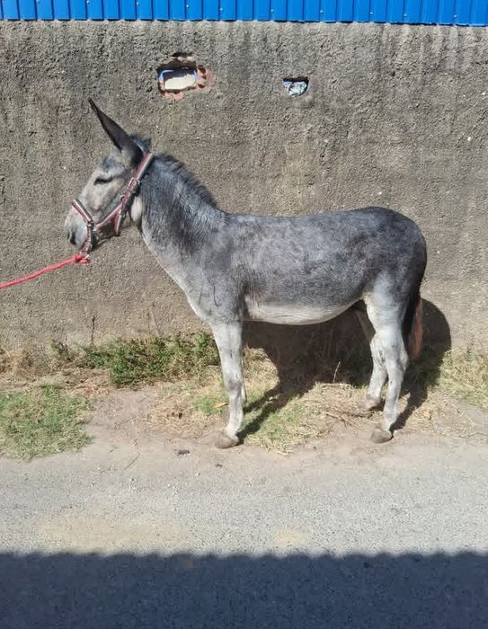 Vendo burro inteiro