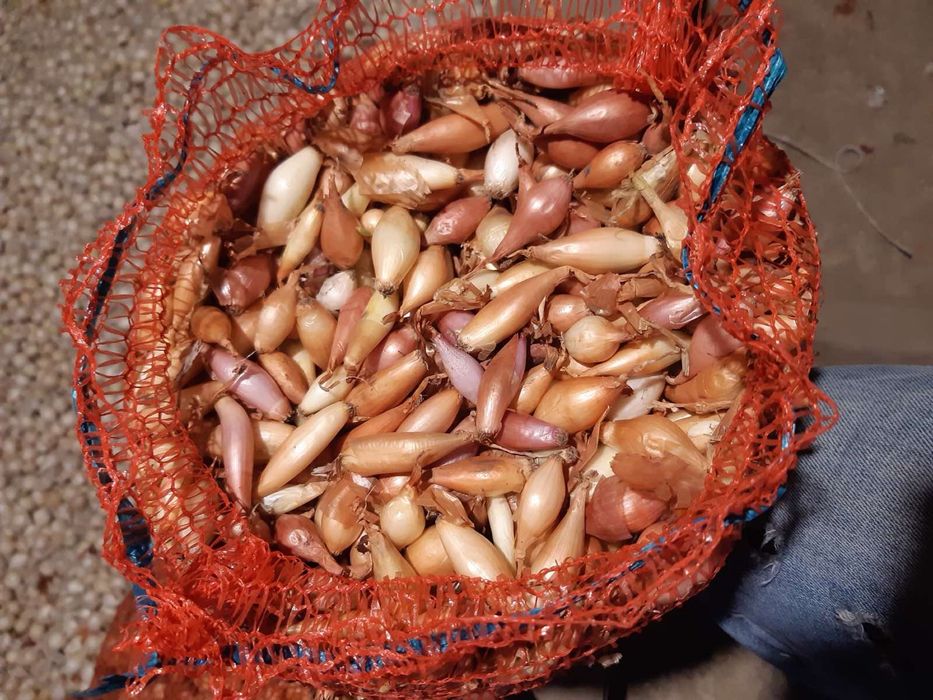 Лук севок ОПТ 2025