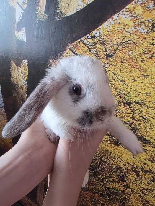 Króliczek mini lop