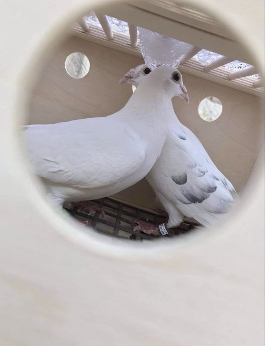 Białe gołębie białe gołąbki parka