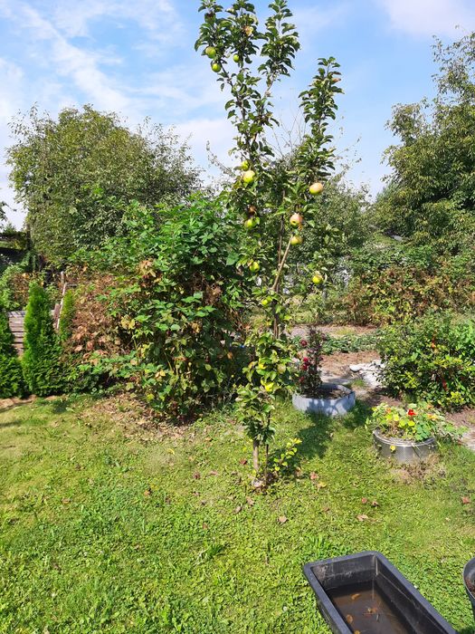 Działka ROD Nowy Start Gliwice