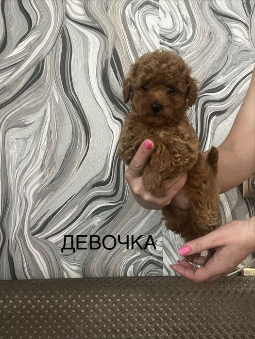 Той пудель. Милые крошки