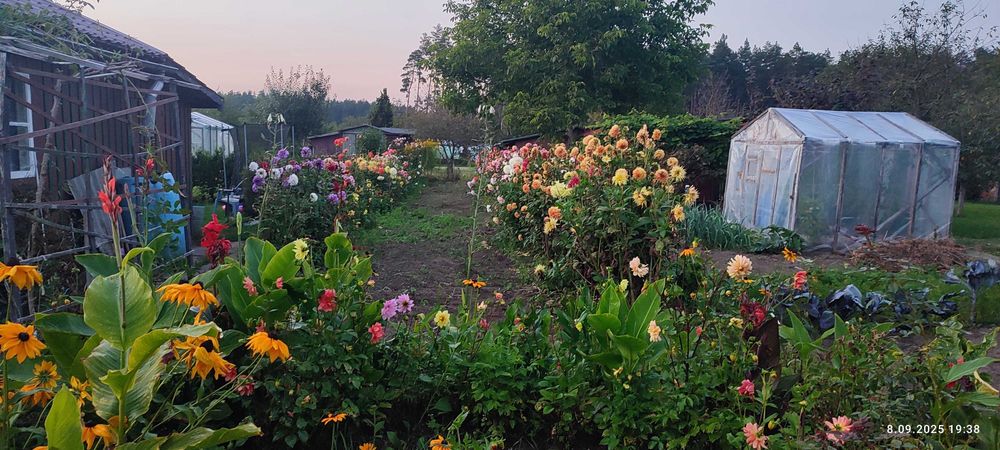 Kwiaty, karpy dalie, georginie