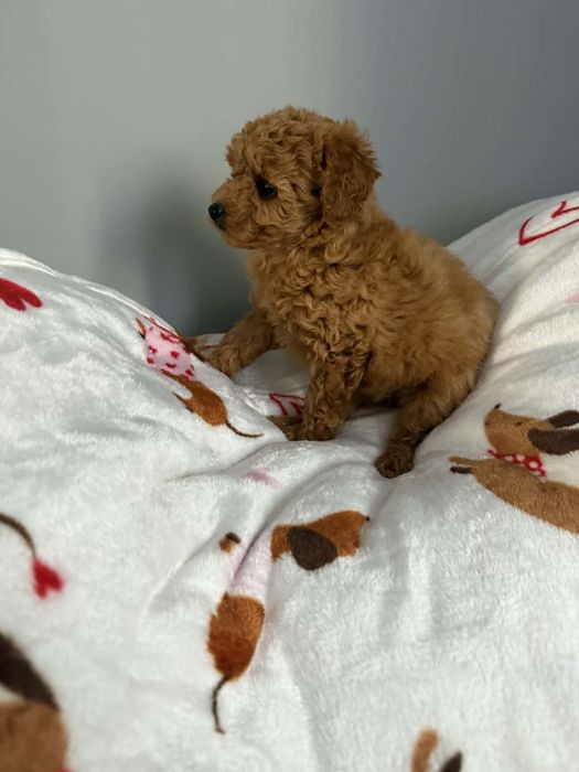 Maltipoo samiec piękny