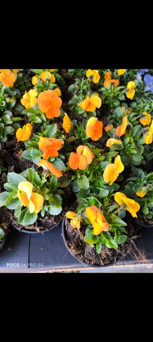 Sadzonki bratek 6szt sadzonki kwitnące