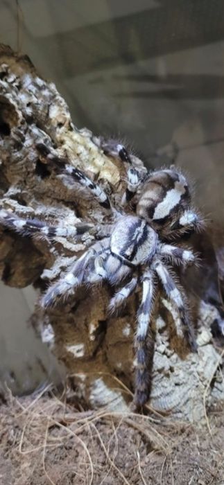 Poe regaliss ptasznik