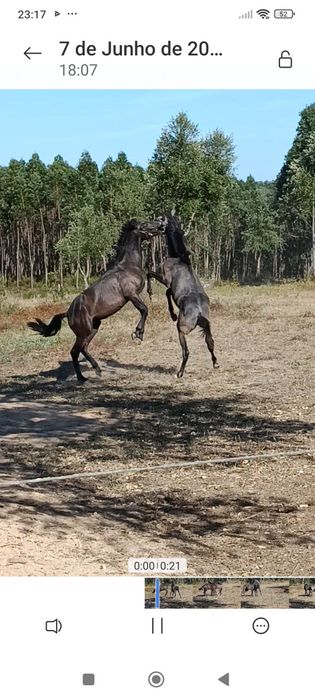 Poldro Lusitano ruço com livro azul