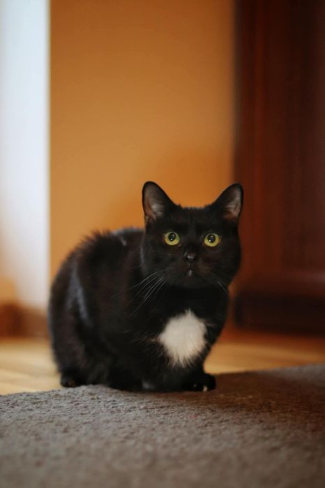 Czarny biały duży kocur kot