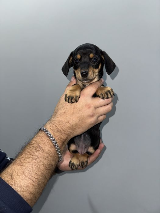 Дівчинка такса класичного окрасу