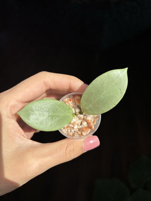 Hoya Hoja Obscura Cryptic Chrome - ukorzeniona