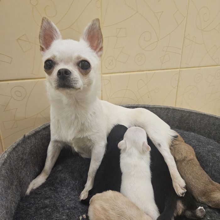 Красива мама чихуахуа народила