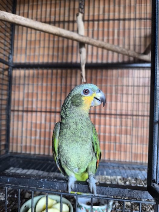 Amazona Amazonicos