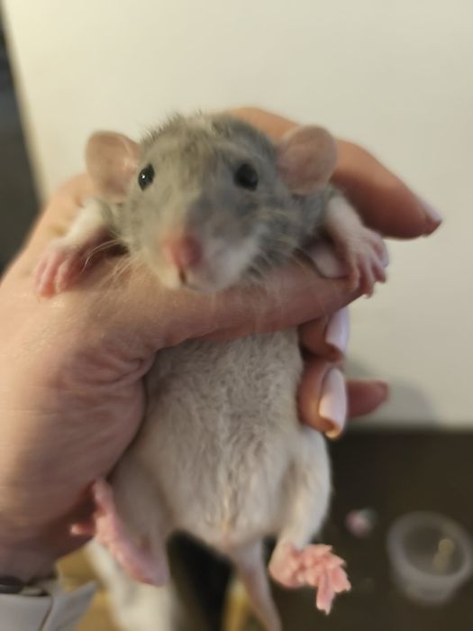 Szczurki, szczur, szczury dumbo dumbo rex