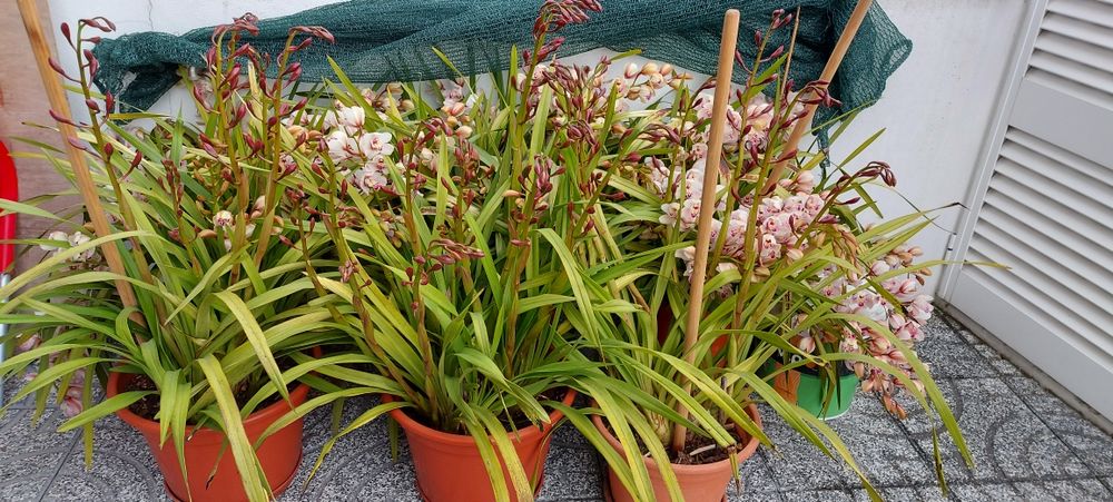 Orquídeas muito lindas